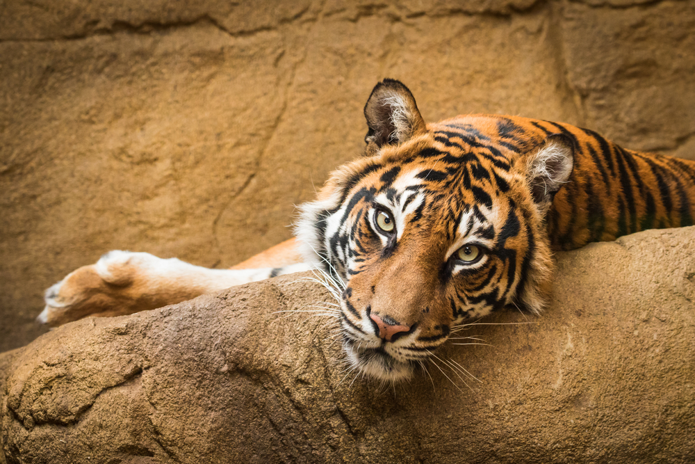 How Do Zoos Affect Animals Behavior