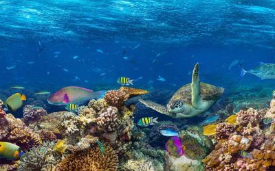 Will the Coral Reefs Survive?