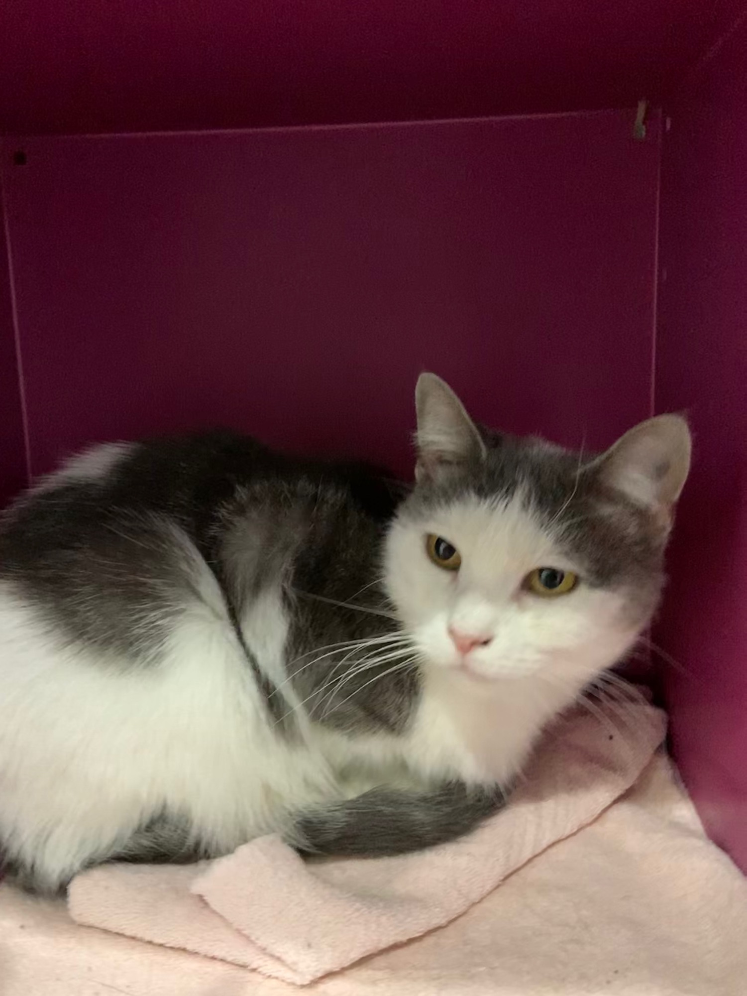 Adoptions common sense for animals