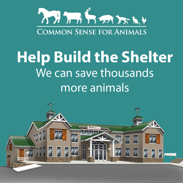 Build the Shelter