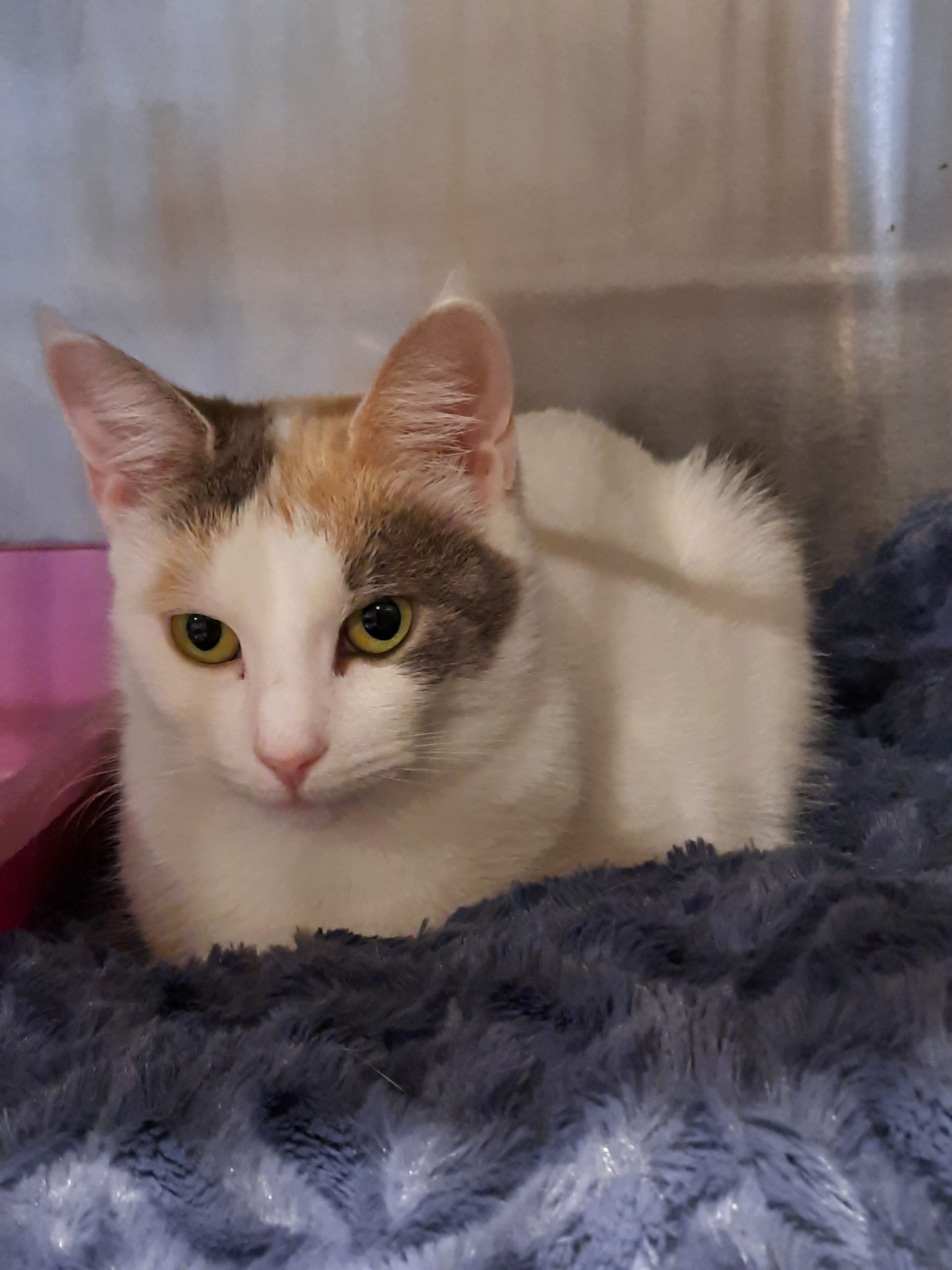 Tiara Common Sense for Animals