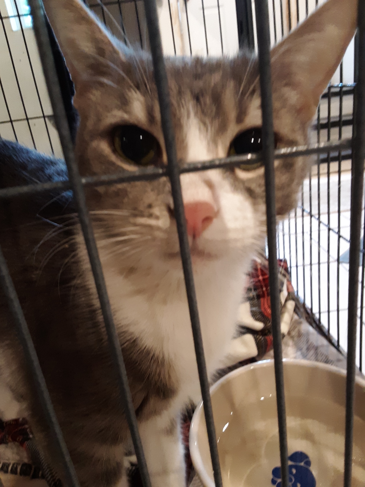 Meet The Adorable Animals At Chesapeake Dogs Cats Inc - zp9wpz1