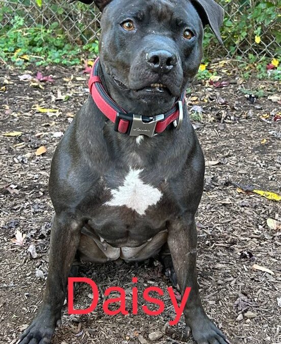 DAISEY