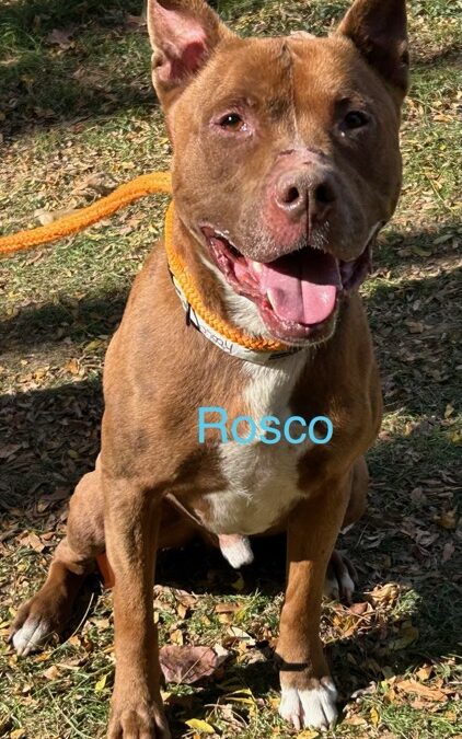 ROSCO