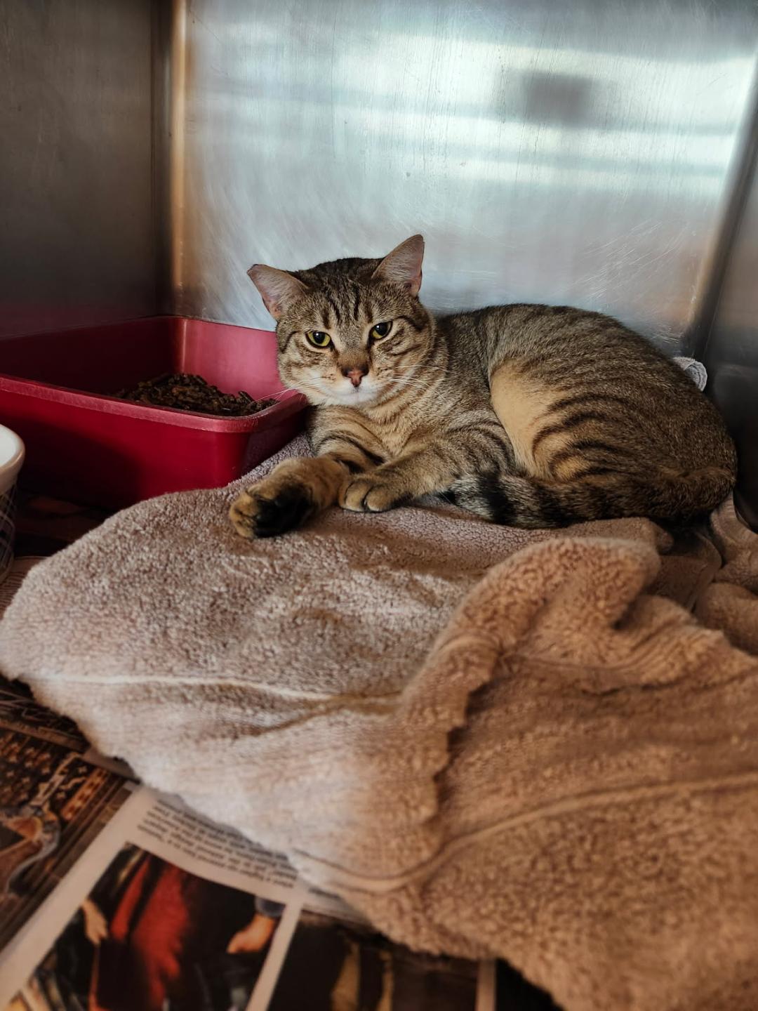 Adoptable Cats - Common Sense for Animals