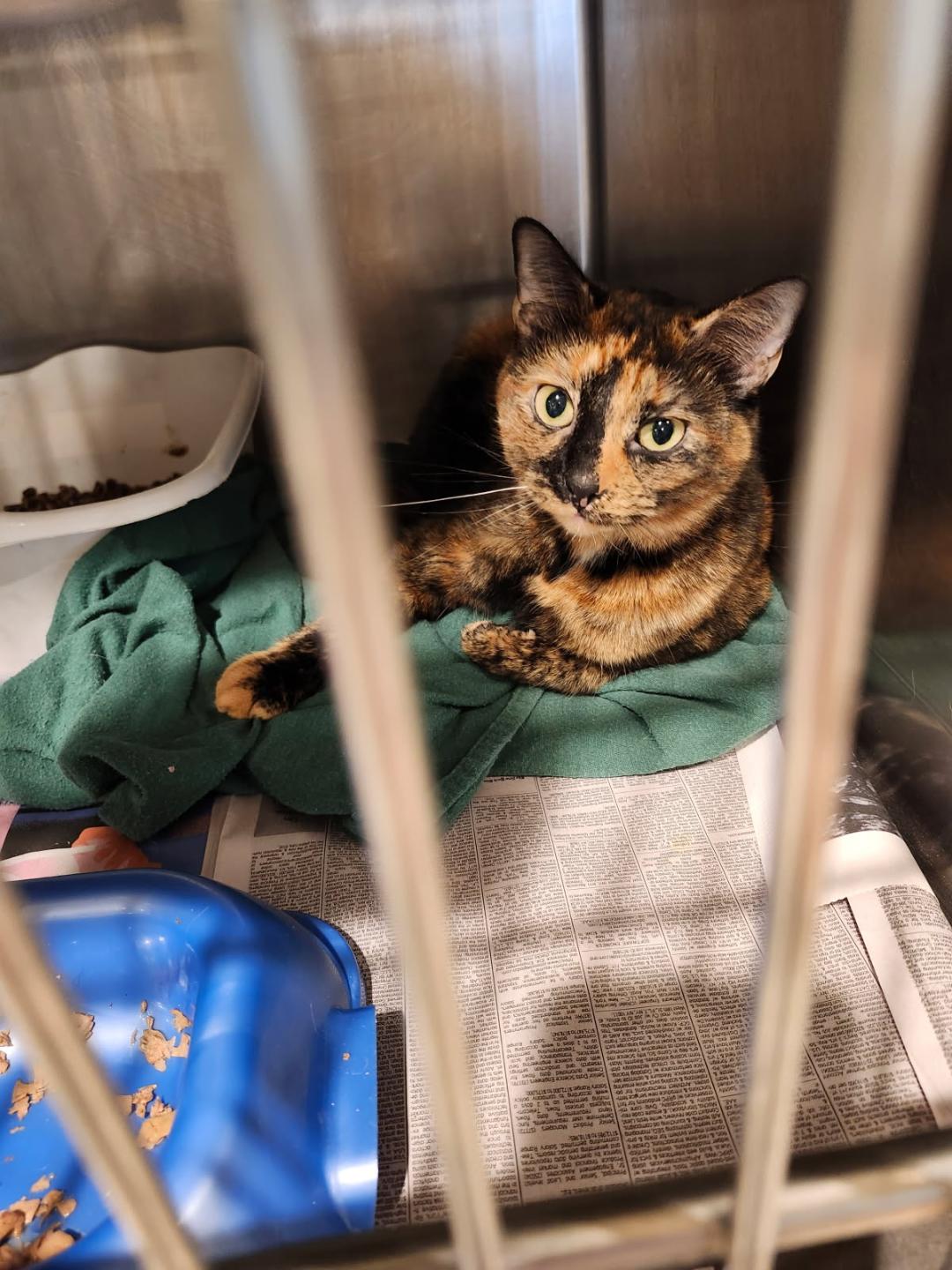 Adoptable Cats - Common Sense for Animals