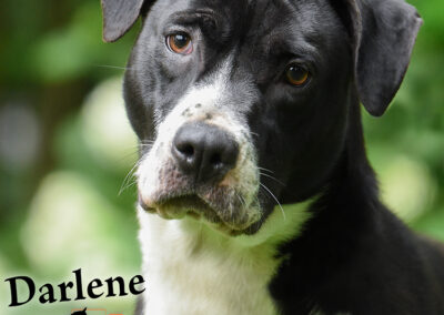 Darlene