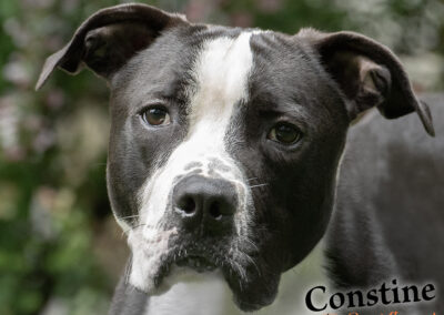 Constantine