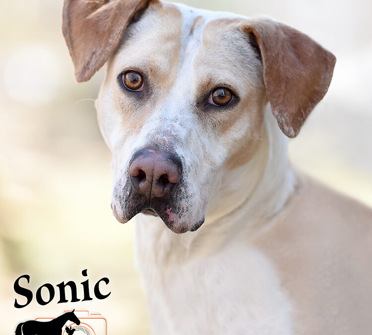 Sonic