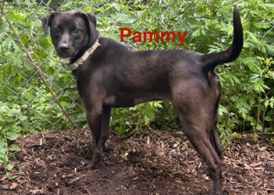 Pammy