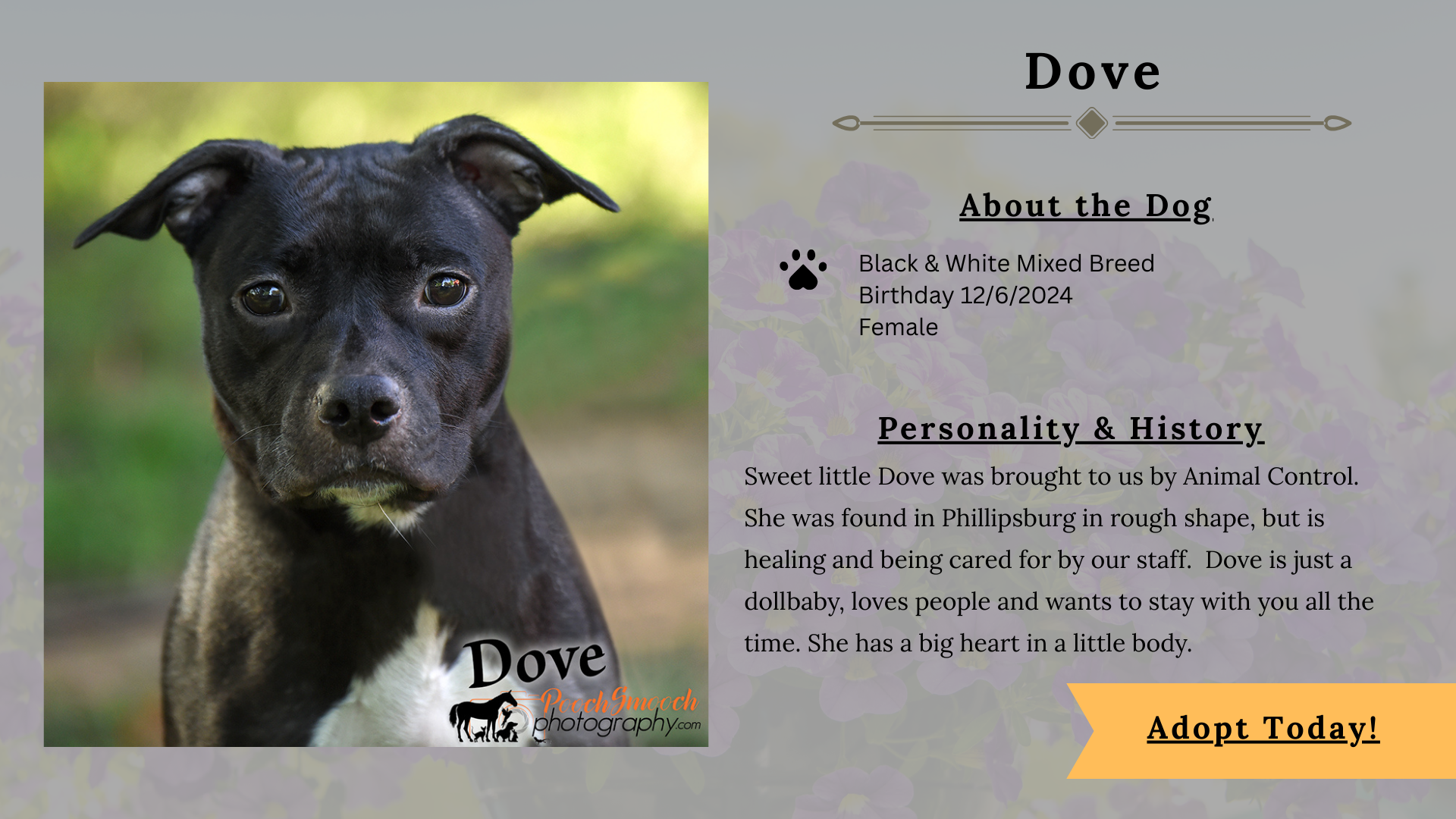 Dove - Canine