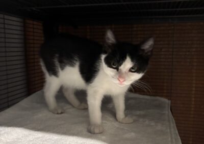 TAFFY