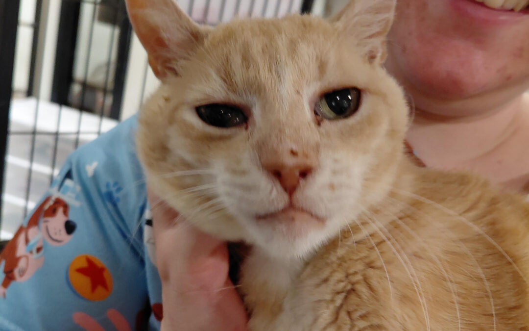 Bibble