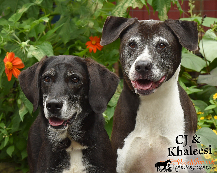 CJ AND KHALEESI