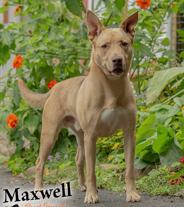 MAXWELL