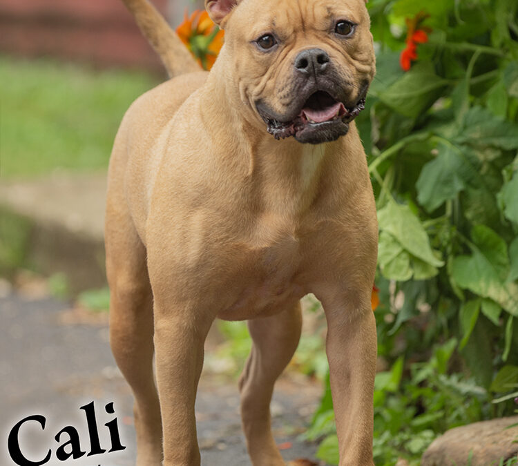 CALI