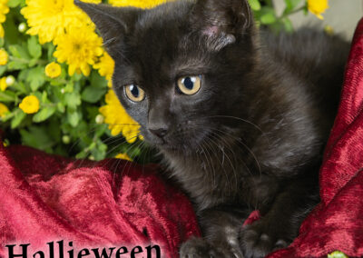 HALLIEWEEN