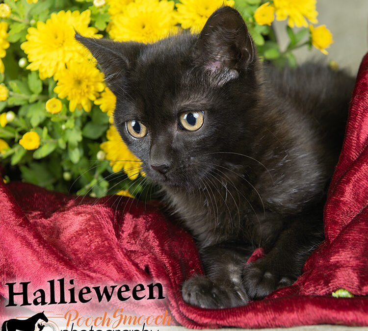 HALLIEWEEN