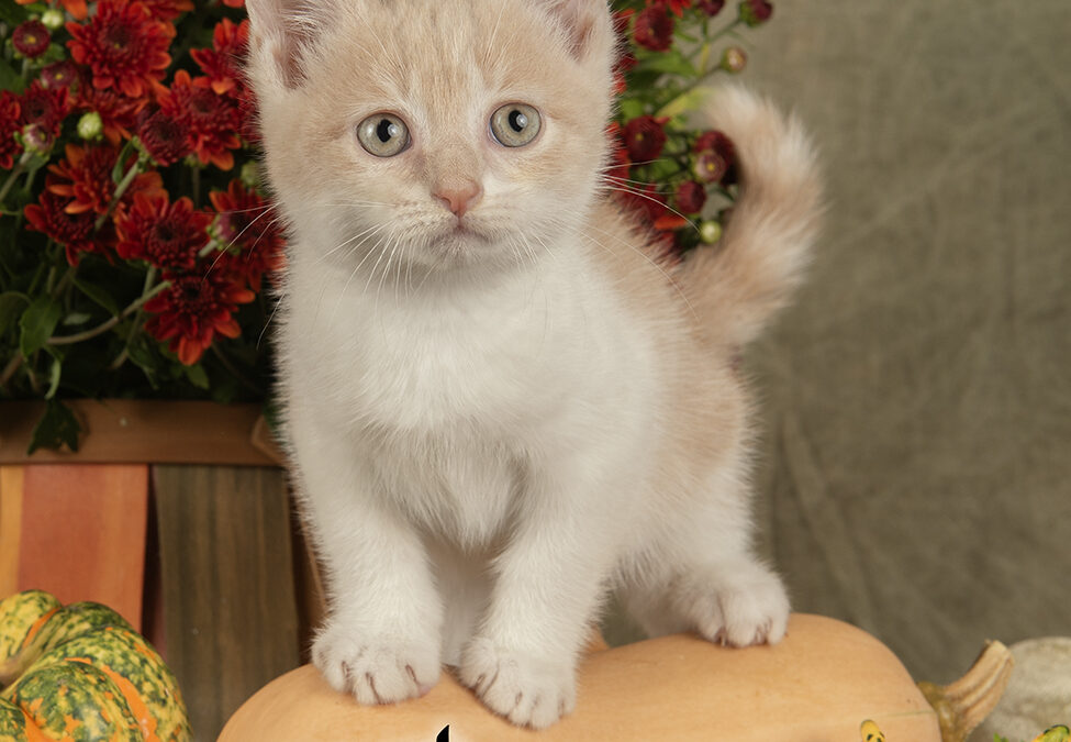 BUTTERNUT