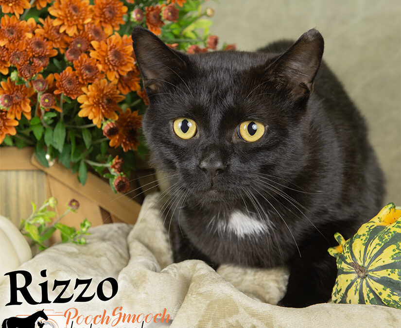 RIZZO
