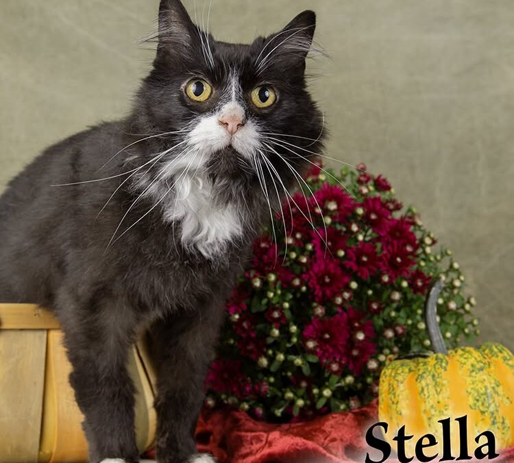 STELLA
